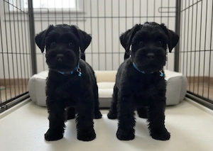 Közép méretű Schnauzer kiskutyák eladók több színben - kép 3