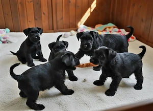Közép méretű Schnauzer kiskutyák eladók több színben - kép 2