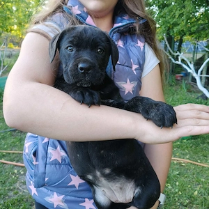 Cane corso kiskutyák eladók 