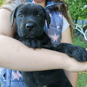 Cane corso kiskutyák eladók  - kép 2