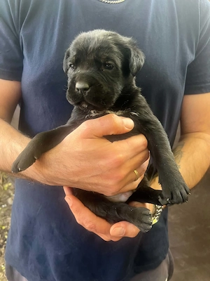 Cane Corso kölykök  - kép 3