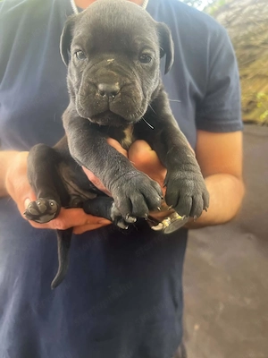 Cane Corso kölykök  - kép 5