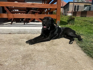 Cane Corso kölykök 