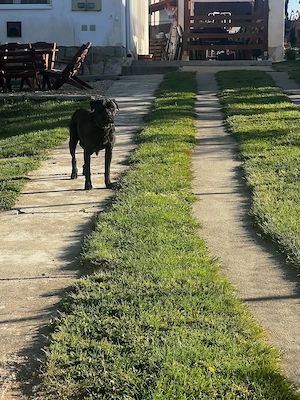 Cane Corso kölykök  - kép 2