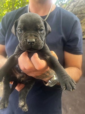 Cane Corso kölykök  - kép 8