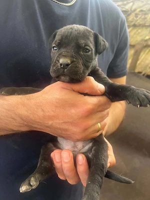 Cane Corso kölykök  - kép 4