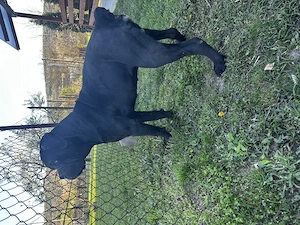 Cane Corso kölykök  - kép 9