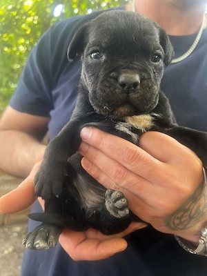 Cane Corso kölykök  - kép 7