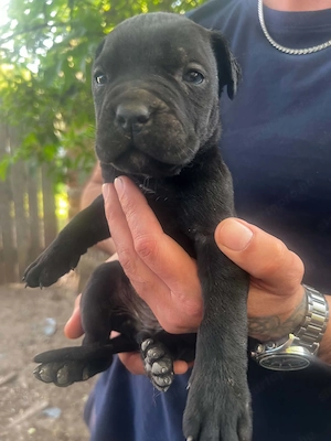 Cane Corso kölykök  - kép 6