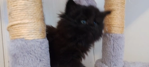 Gyönyörű fekete füst Main coon kiscica - kép 3