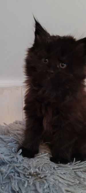 Gyönyörű fekete füst Main coon kiscica - kép 2