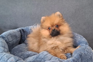 pomerániai törpespitz eladó pomi  - kép 5