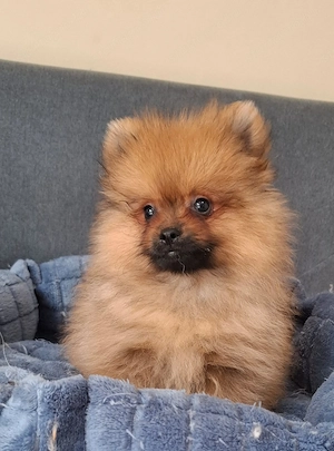 pomerániai törpespitz eladó pomi  - kép 6