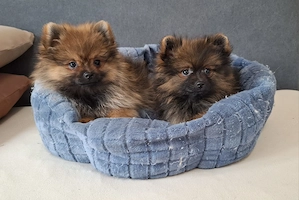 pomerániai törpespitz eladó pomi  - kép 8