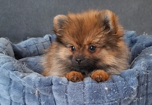 pomerániai törpespitz eladó pomi  - kép 2