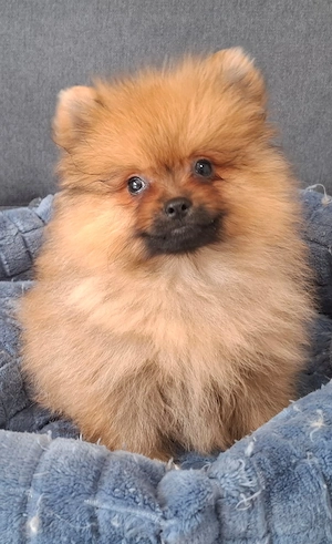 pomerániai törpespitz eladó pomi  - kép 4