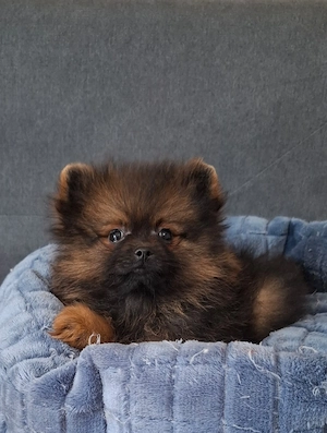 pomerániai törpespitz eladó pomi  - kép 10