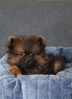 pomerániai törpespitz eladó pomi  - kép 9