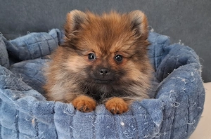 pomerániai törpespitz eladó pomi  - kép 3