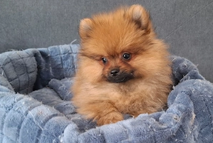 pomerániai törpespitz eladó pomi  - kép 7