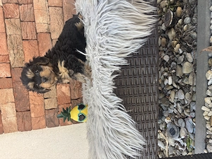 Cockapoo kiskutyák gazdit keresnek - kép 4