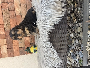 Cockapoo kiskutyák gazdit keresnek - kép 7