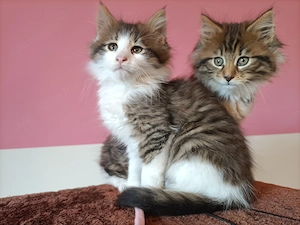 Törzskönyvezett szülőktől,maine coon kiscicák 