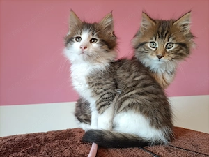 Törzskönyvezett szülőktől,maine coon kiscicák  - kép 5