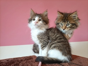 Törzskönyvezett szülőktől,maine coon kiscicák  - kép 3