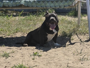 American bully kiskutyák 