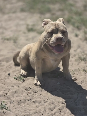 American bully  kiskutyák  - kép 3