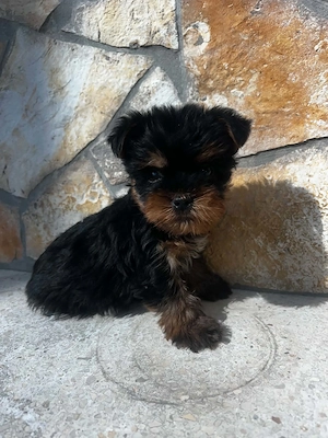 Yorkshire Terrier 