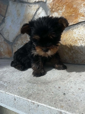 Yorkshire Terrier  - kép 2