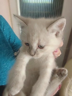 Ragdoll10hetes nőstény cica - kép 2