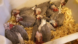 Gyönyörű Rózsa Kakadu Kézzel Nevelt Nagyon Aranyos - kép 3