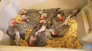Gyönyörű Rózsa Kakadu Kézzel Nevelt Nagyon Aranyos - kép 4