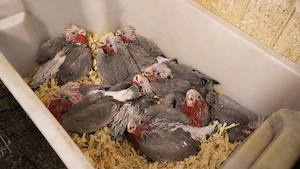 Gyönyörű Rózsa Kakadu Kézzel Nevelt Nagyon Aranyos - kép 2