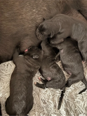 Cane corso babák - kép 4