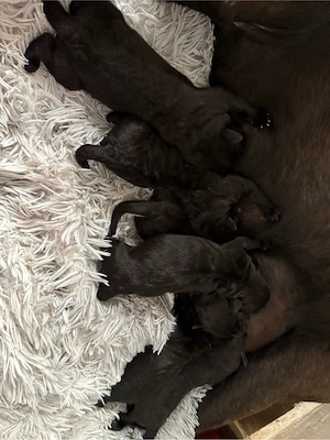 Cane corso babák - kép 3