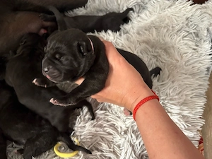 Cane corso babák - kép 2