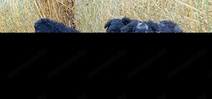 Mudi kiskutyák eladók - kép 3
