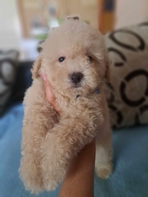 Maltipoo kisfiú szállítva