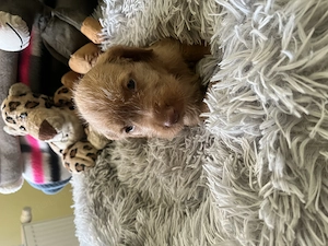 Drótszőrű Magyar Vizsla kiskutyák - kép 2