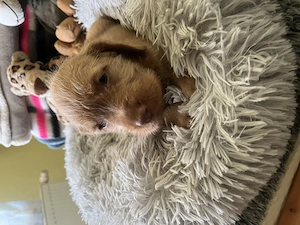 Drótszőrű Magyar Vizsla kiskutyák - kép 4