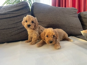 Maltipoo kiskutyák