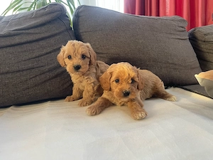 Maltipoo kiskutyák - kép 2