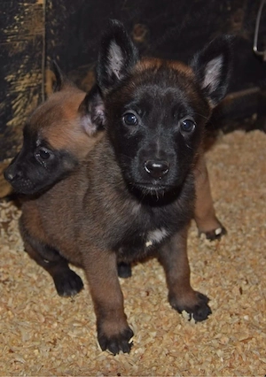 belga juhász malinois kiykutyák  - kép 3