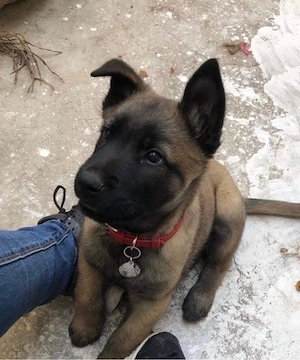 belga juhász malinois kiykutyák  - kép 2