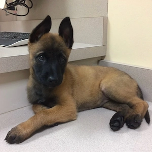 belga juhász malinois kiykutyák 
