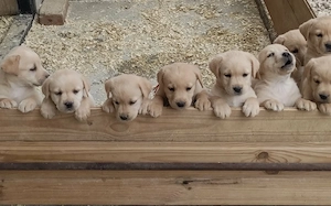 Labrador kiskutyák Fiúk és lányok eladók